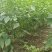 青椒二荆条自己家乡中的20亩地。有需要请联系