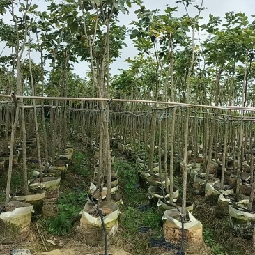 学名:印度檀香紫檀别名:印度小叶紫檀直径:8～10