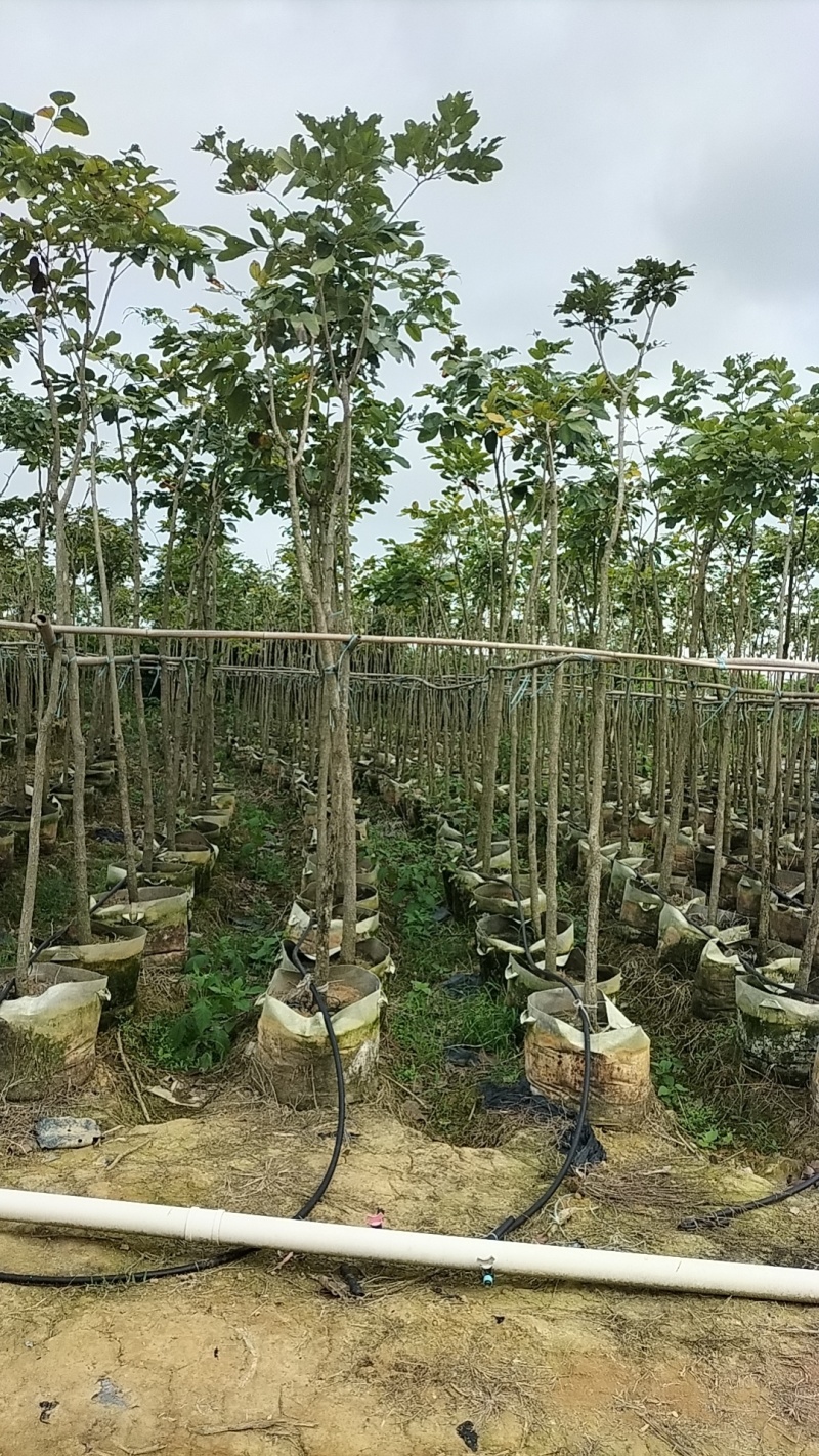 学名:印度檀香紫檀别名:印度小叶紫檀直径:8～10