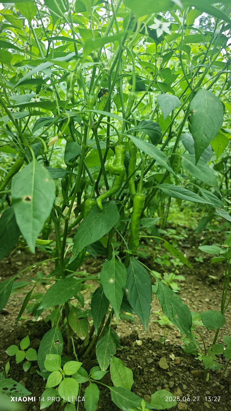 青椒二荆条