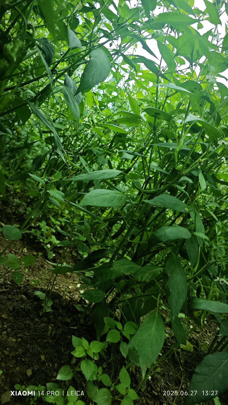 青椒二荆条