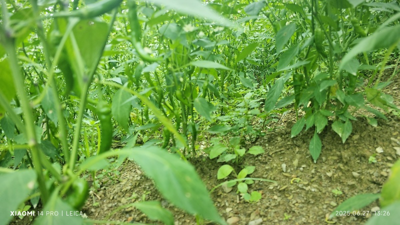 青椒二荆条
