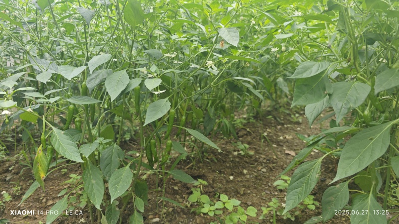 青椒二荆条