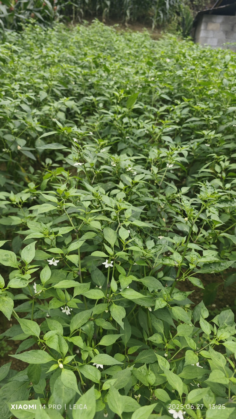 青椒二荆条