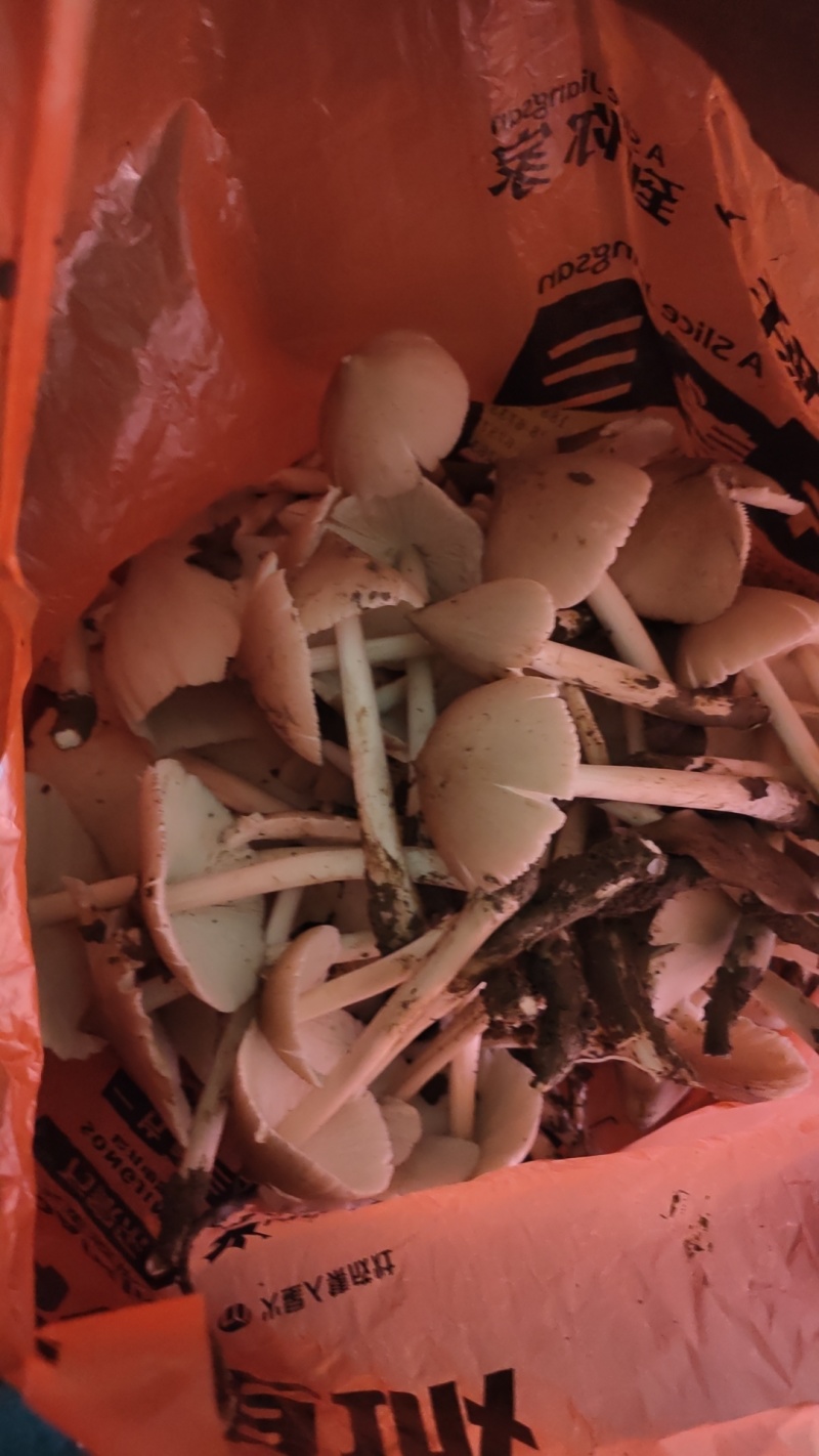 野生鸡纵菌