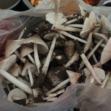 野生鸡纵菌