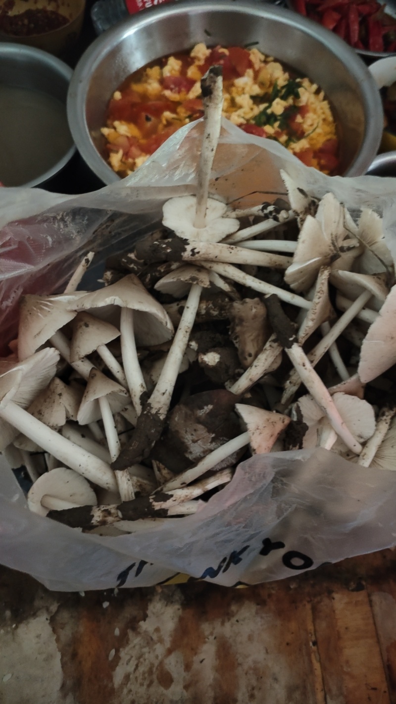 野生鸡纵菌