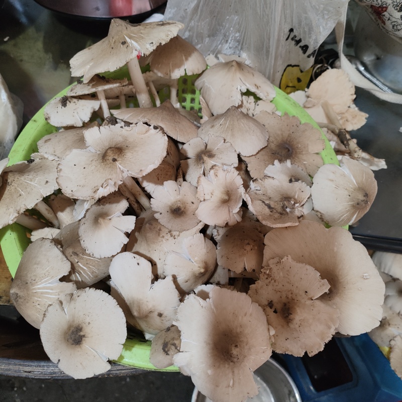 野生鸡纵菌