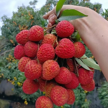 镇隆荔枝