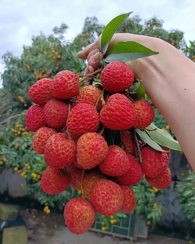 镇隆荔枝