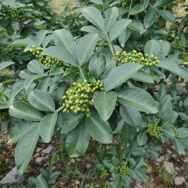 干青花椒