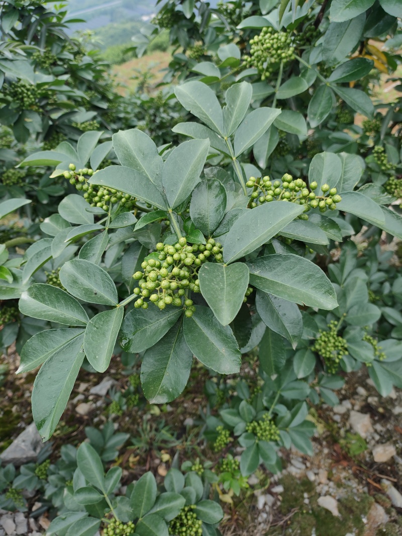 干青花椒