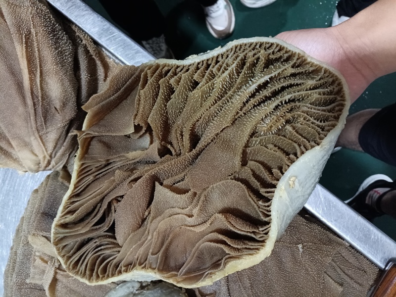 毛肚