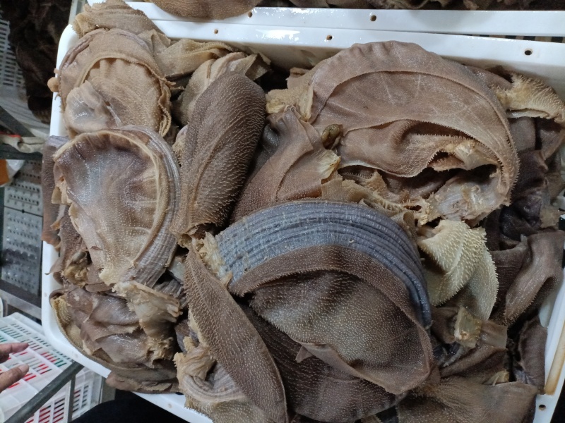 毛肚