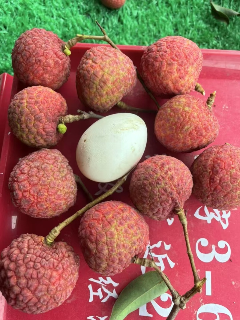 桂味糯米糍仙进奉等