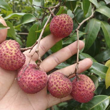 桂味糯米糍仙进奉等
