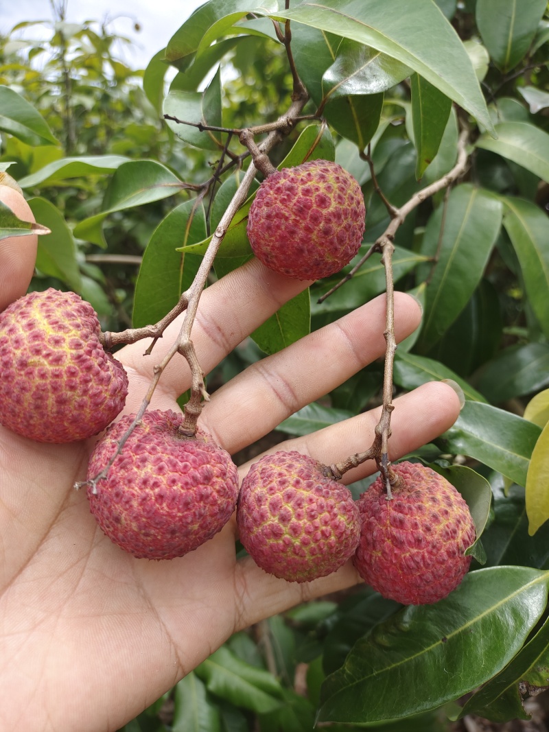 桂味糯米糍仙进奉等