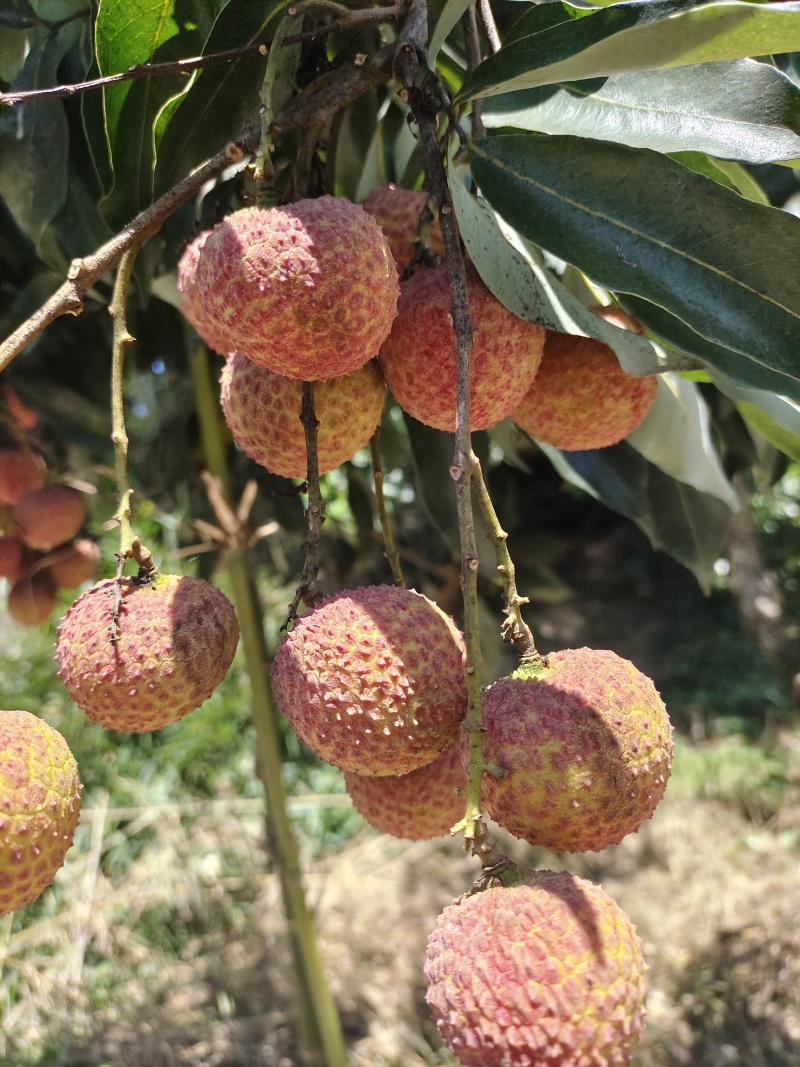 桂味糯米糍仙进奉等