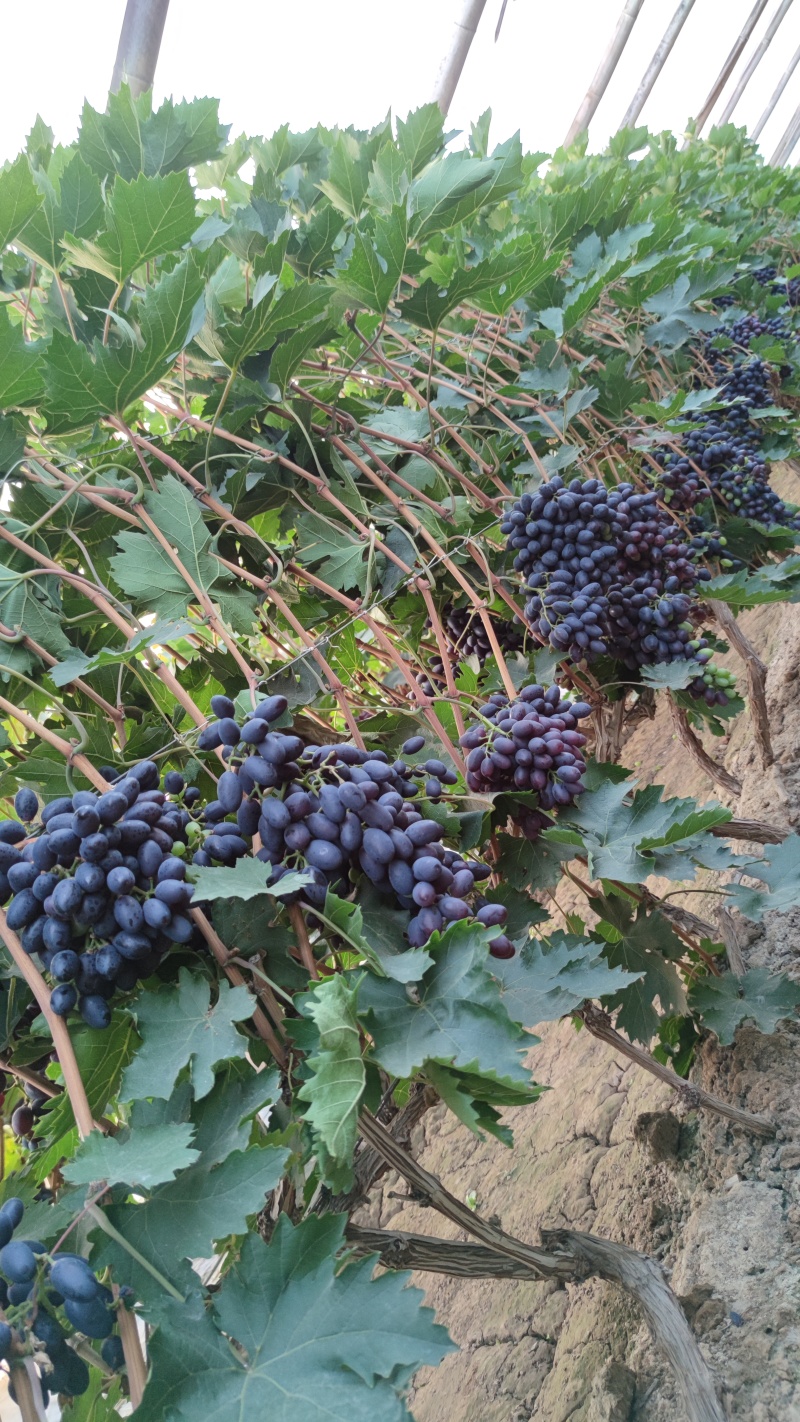 紫甜无核葡萄开棚了，大量上市需要联系我***********