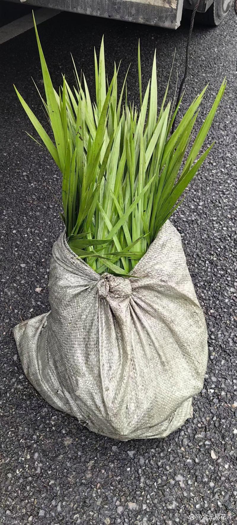 黄菖蒲，菖蒲，基地大量供应，出售各种水生植物