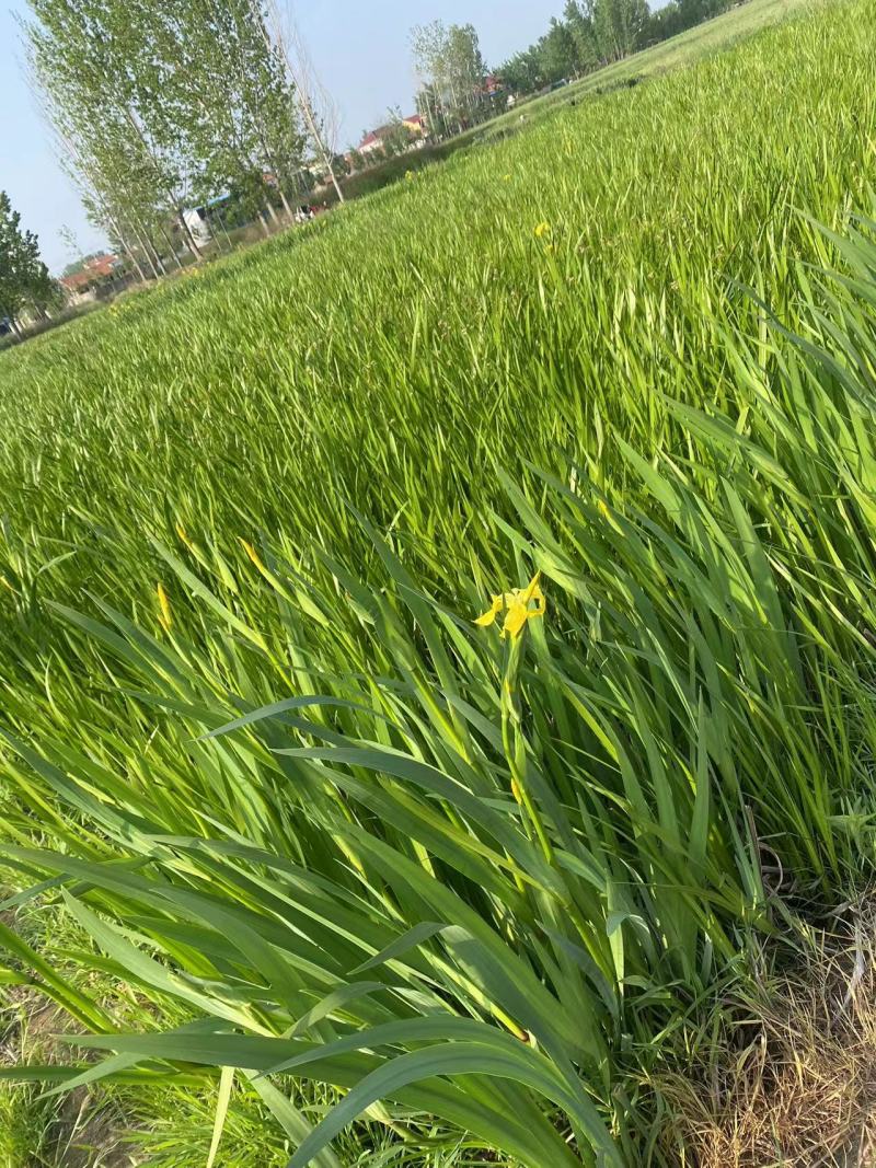 黄菖蒲，菖蒲，基地大量供应，出售各种水生植物