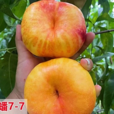 黄油蟠桃7-7