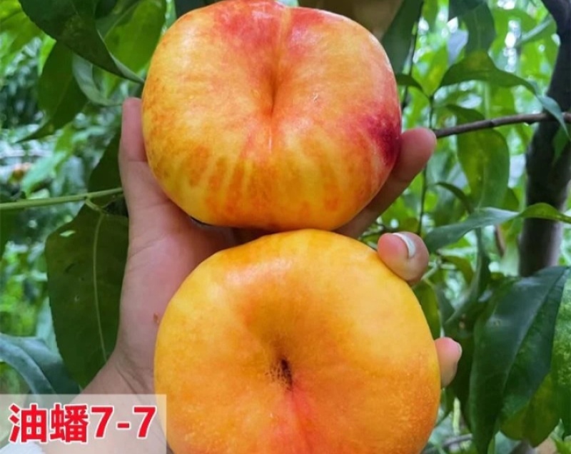 黄油蟠桃7-7