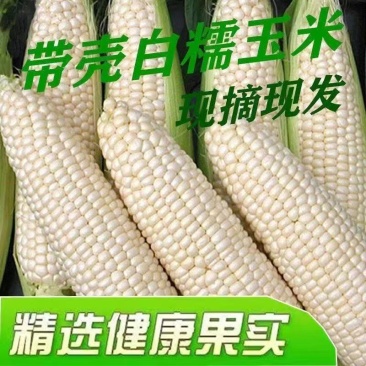 玉米