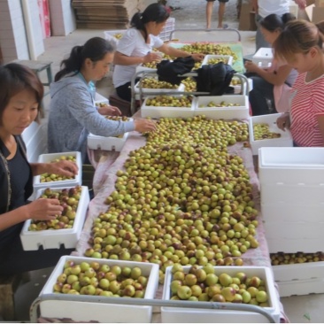 陕西大荔冬枣