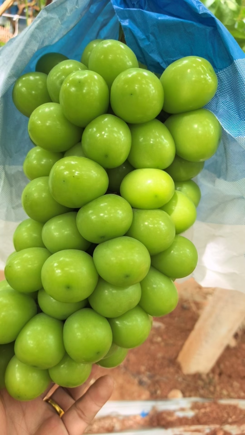 阳光玫瑰