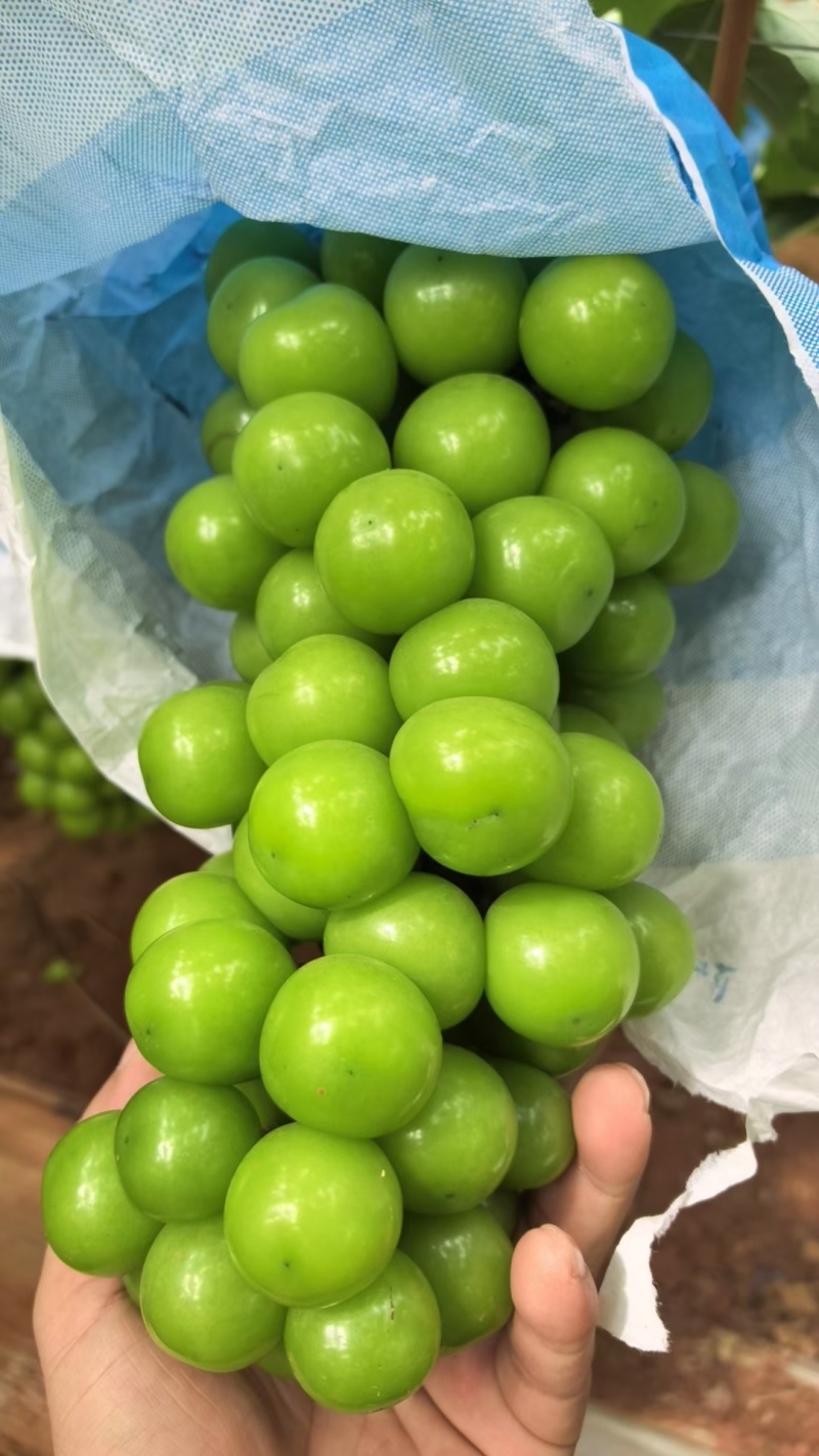 阳光玫瑰
