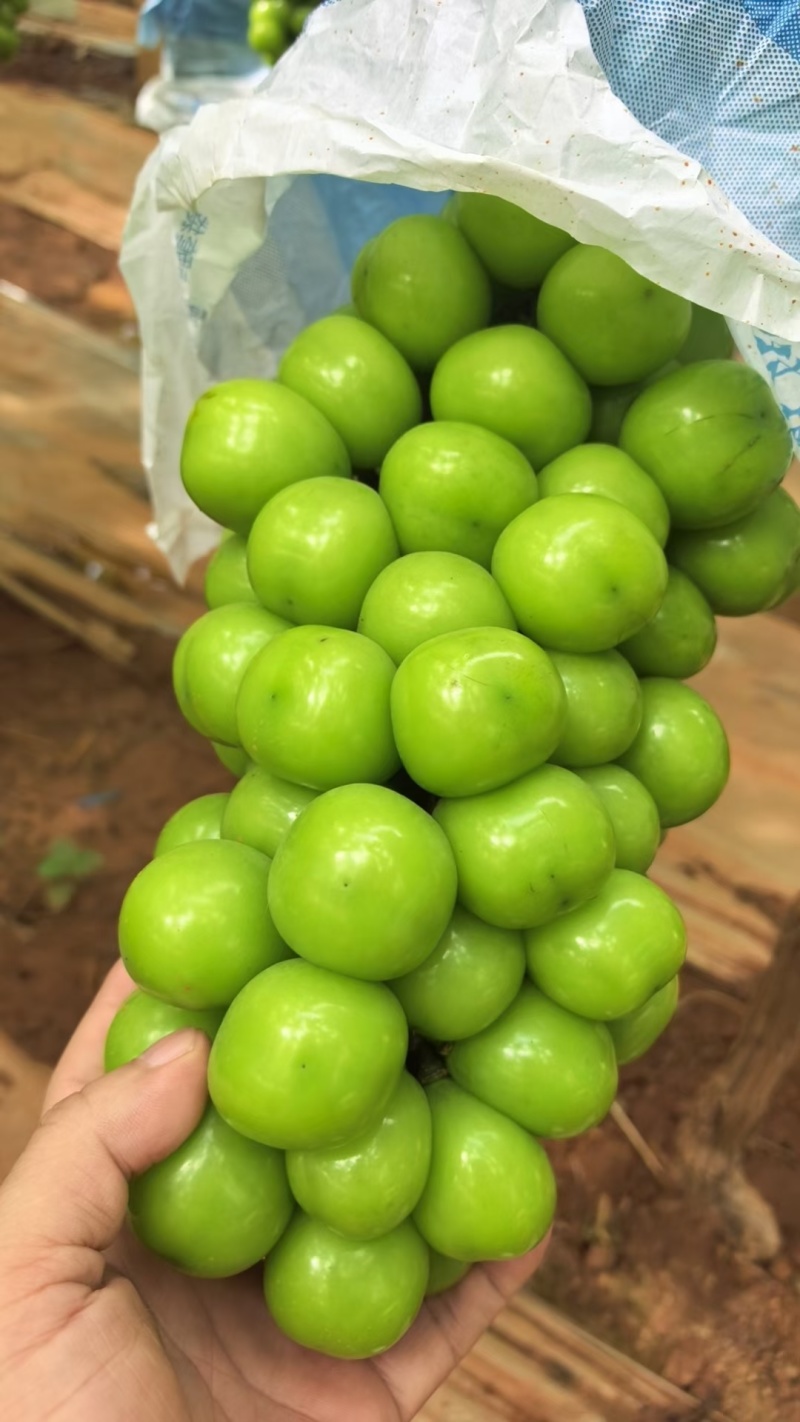 阳光玫瑰