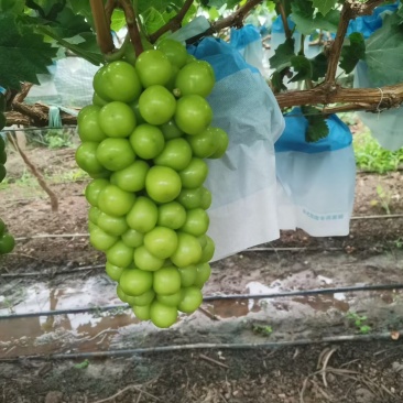 阳光玫瑰