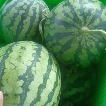 美都大棚西瓜