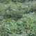 云南牛油果