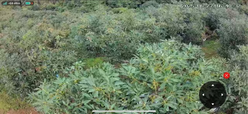 云南牛油果