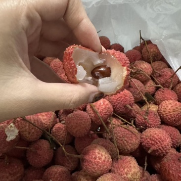 广西桂味荔枝