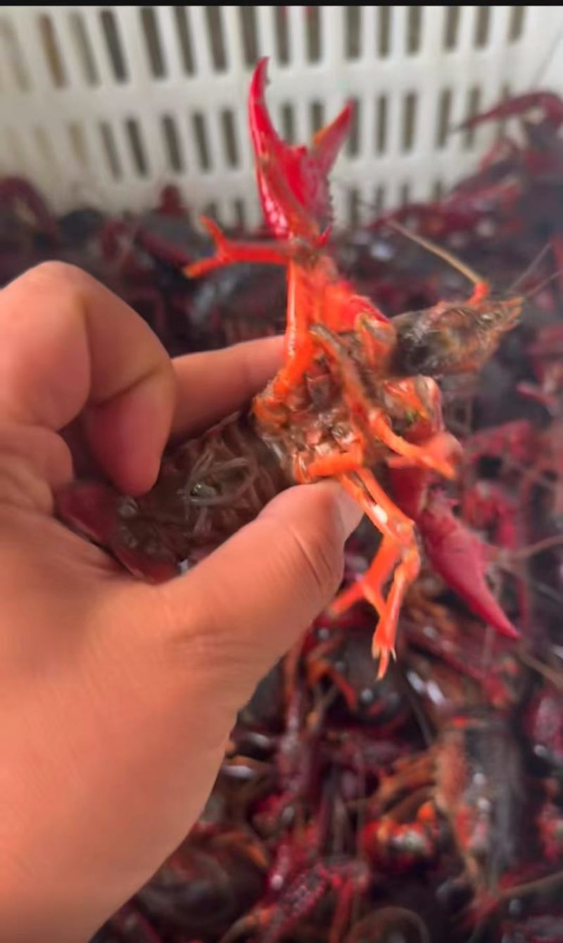 原产地一手货源