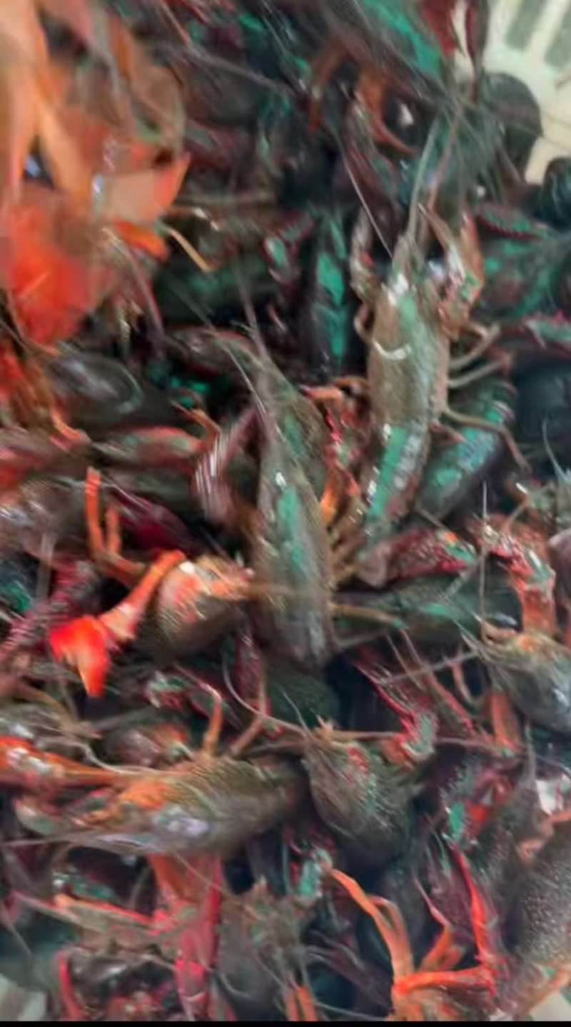原产地一手货源