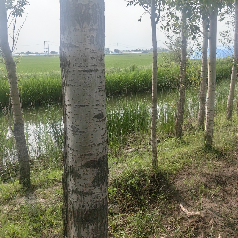 黑龙江绥化望奎杨树