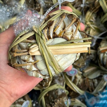 江苏大闸蟹规格齐全基地直销保质保量包售后