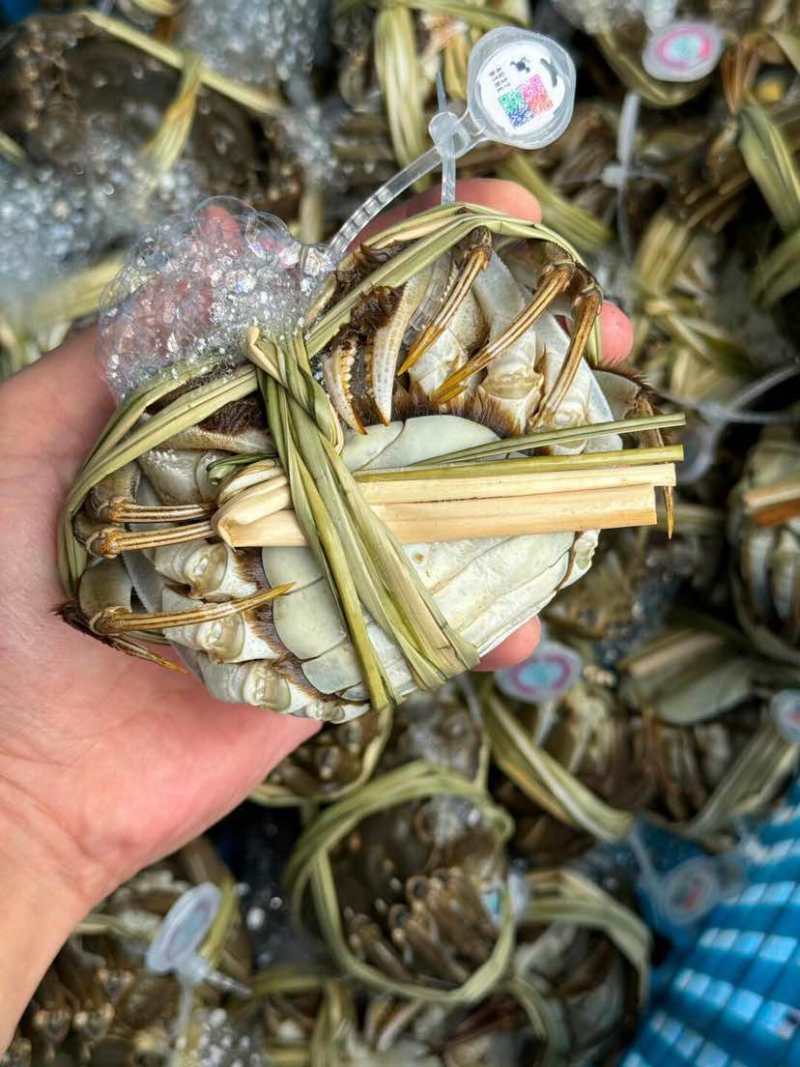 江苏大闸蟹规格齐全基地直销保质保量包售后