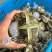 江苏大闸蟹规格齐全基地直销保质保量包售后