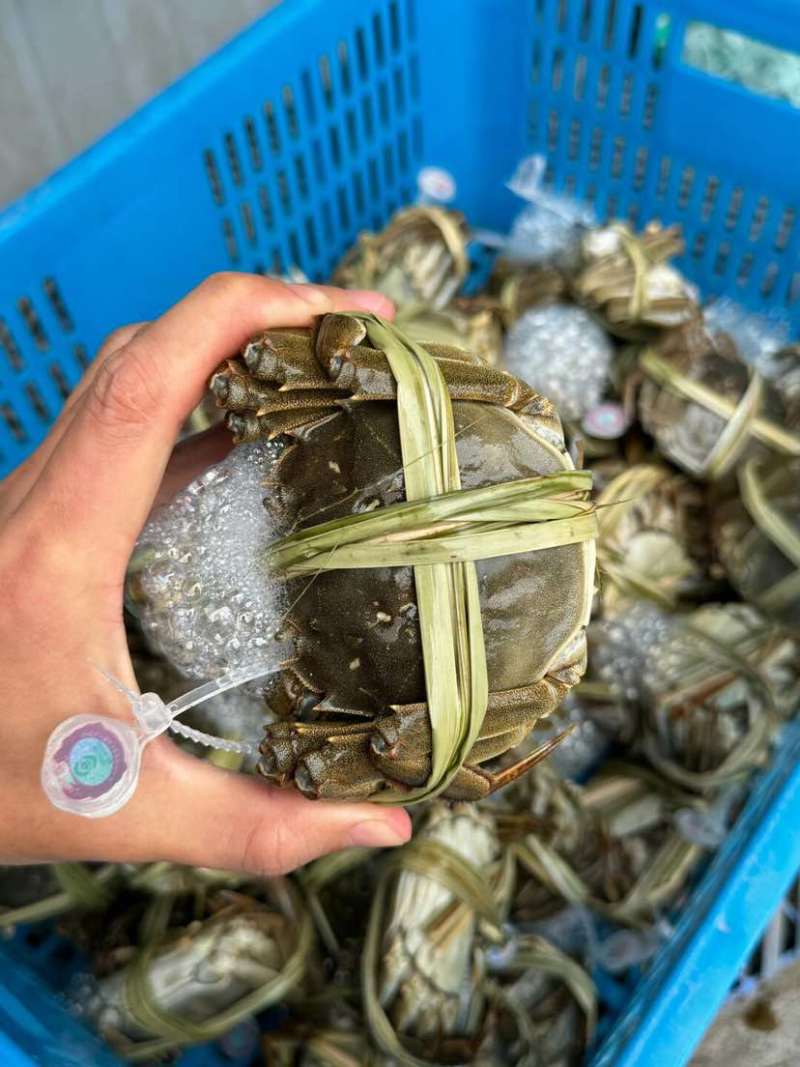 江苏大闸蟹规格齐全基地直销保质保量包售后