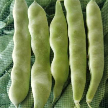 地产大量油豆角
