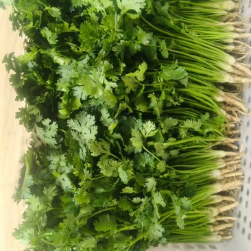 唐山铁杆青香菜