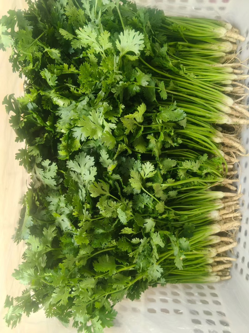 唐山铁杆青香菜