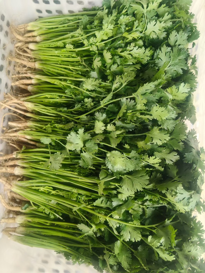 唐山铁杆青香菜