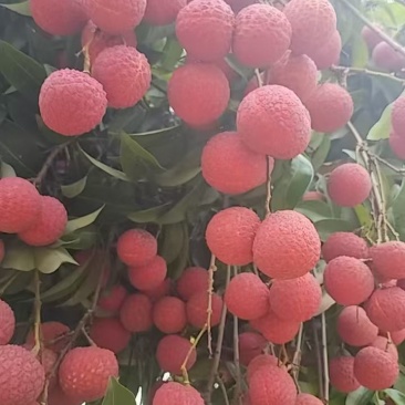 广西贵港市桂平市麻垌荔枝