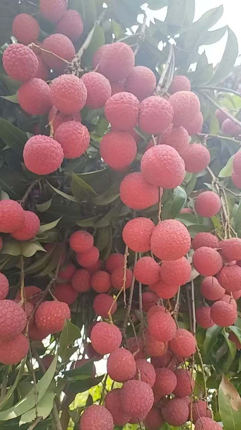 广西贵港市桂平市麻垌荔枝